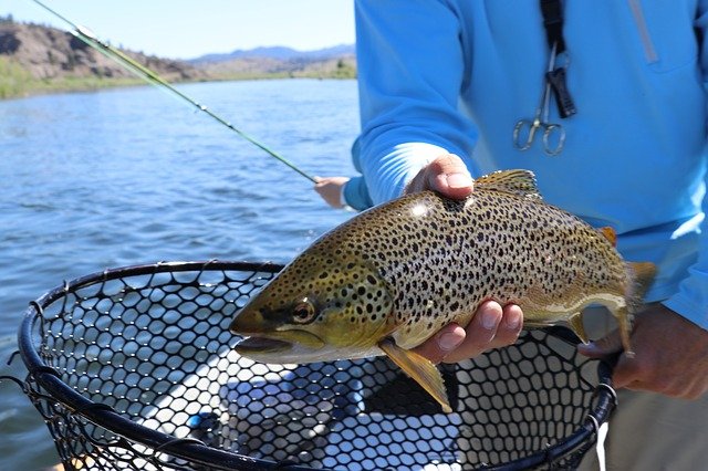 fish_g95c3ae084_640.jpg